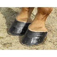 Hoof